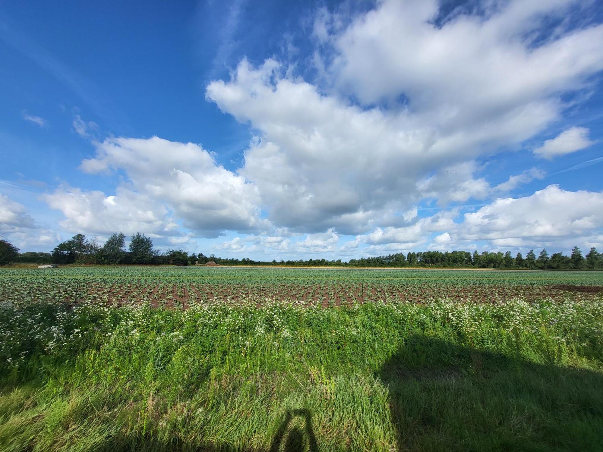 Huisje Mina Vrouwenpolder Bagian luar foto